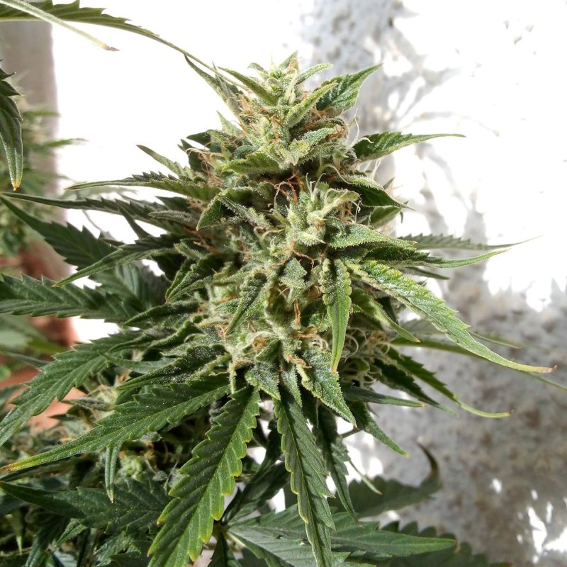Auto Heaven feminised Victory Seeds