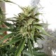 Auto Heaven feminised Victory Seeds