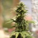 Auto Heaven feminised Victory Seeds