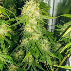 Haze feminised GanjaLiveSeeds