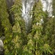 Haze feminised GanjaLiveSeeds