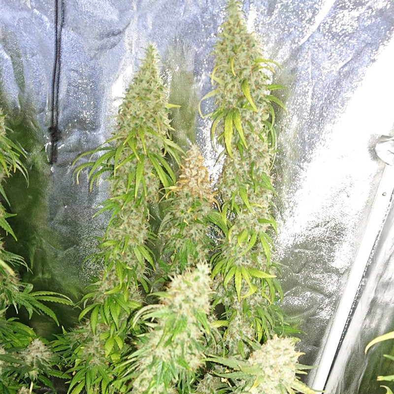 Haze feminised GanjaLiveSeeds