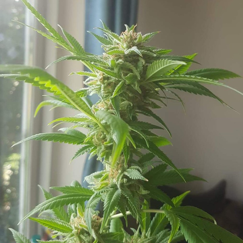 Critical + feminised Ganja Seeds