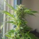 Critical + feminised Ganja Seeds