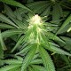 Critical + feminised Ganja Seeds