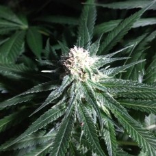 Critical + feminised Ganja Seeds