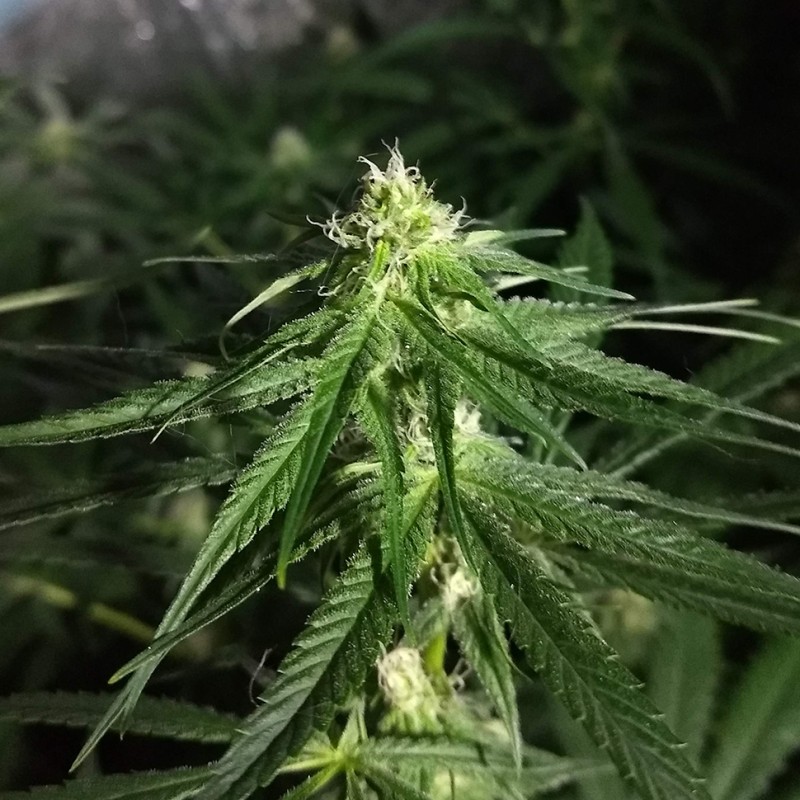 Critical + feminised Ganja Seeds
