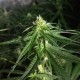 Critical + feminised Ganja Seeds