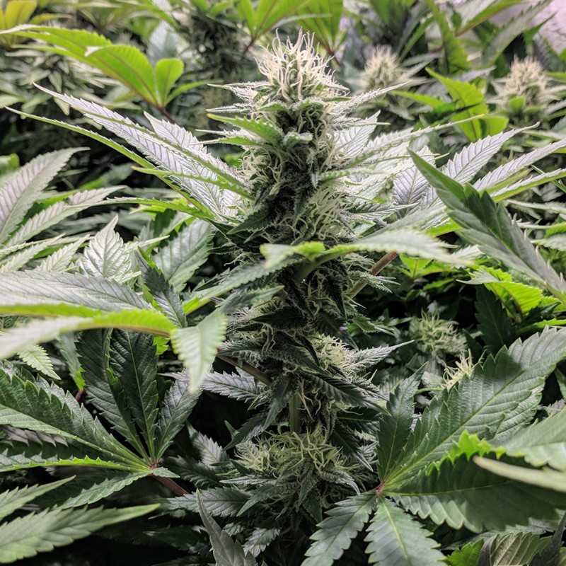 Amnesia Haze feminised Ganja Seeds - 4 насінини