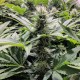 Amnesia Haze feminised Ganja Seeds - 4 насінини
