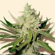 Amnesia Haze feminised Ganja Seeds - 4 насінини