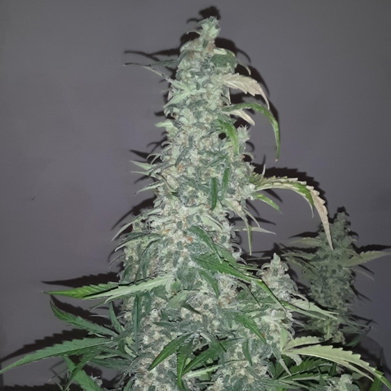 Auto Wappa feminised Ganja Seeds - 477 насінин