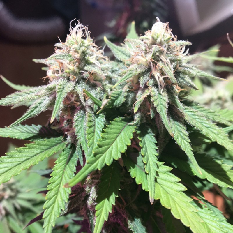 M8 feminised GanjaLiveSeeds
