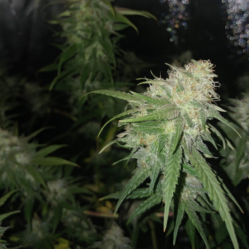 Auto Jack Herer feminised Victory Seeds - 10 насінин