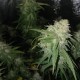 Auto Jack Herer feminised Victory Seeds - 10 насінин