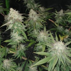 Auto Jack Herer feminised Victory Seeds
