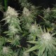 Auto Jack Herer feminised Victory Seeds - 10 насінин