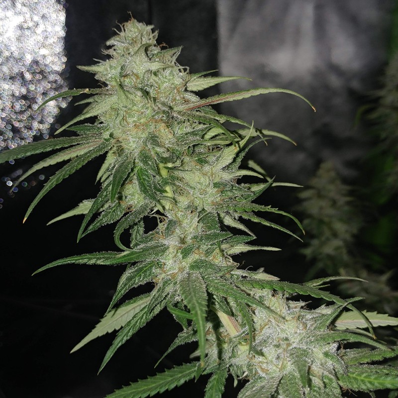 Auto Jack Herer feminised Victory Seeds - 10 насінин