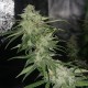 Auto Jack Herer feminised Victory Seeds - 10 насінин