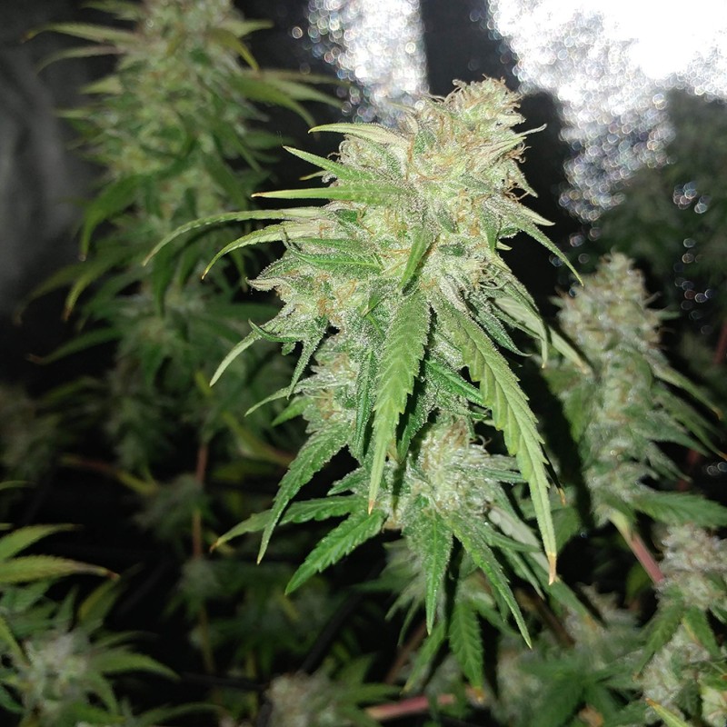 Auto Jack Herer feminised Victory Seeds - 10 насінин