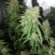 Auto Jack Herer feminised Victory Seeds - 10 насінин