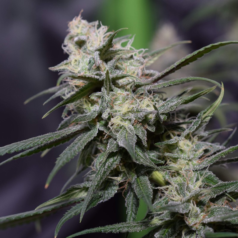 Auto Jack Herer feminised Victory Seeds - 10 насінин