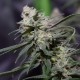 Auto Jack Herer feminised Victory Seeds - 10 насінин