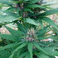 Himalaya Gold CBD feminised GanjaLiveSeeds