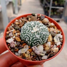 Astrophytum MIX