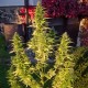 Orange Bud feminised Ganja Seeds