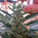 Auto Moby Dick feminised Ganja Seeds - 477 насінин