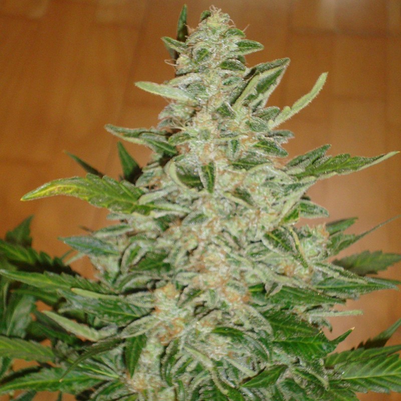 Auto Moby Dick feminised Ganja Seeds - 477 насінин