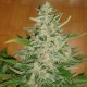 Auto Moby Dick feminised Ganja Seeds - 477 насінин