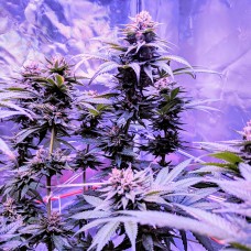 Pure Kush feminised Ganja Seeds