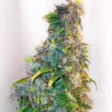 Mazar feminised GanjaLiveSeeds