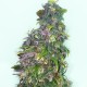 Mazar feminised GanjaLiveSeeds