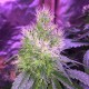 Auto Northern Light feminised Victory Seeds