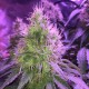 Auto Northern Light feminised Victory Seeds