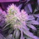 Auto Northern Light feminised Victory Seeds