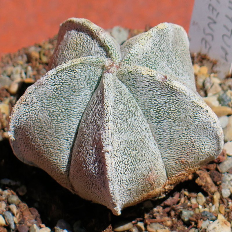 Astrophytum coahuilense