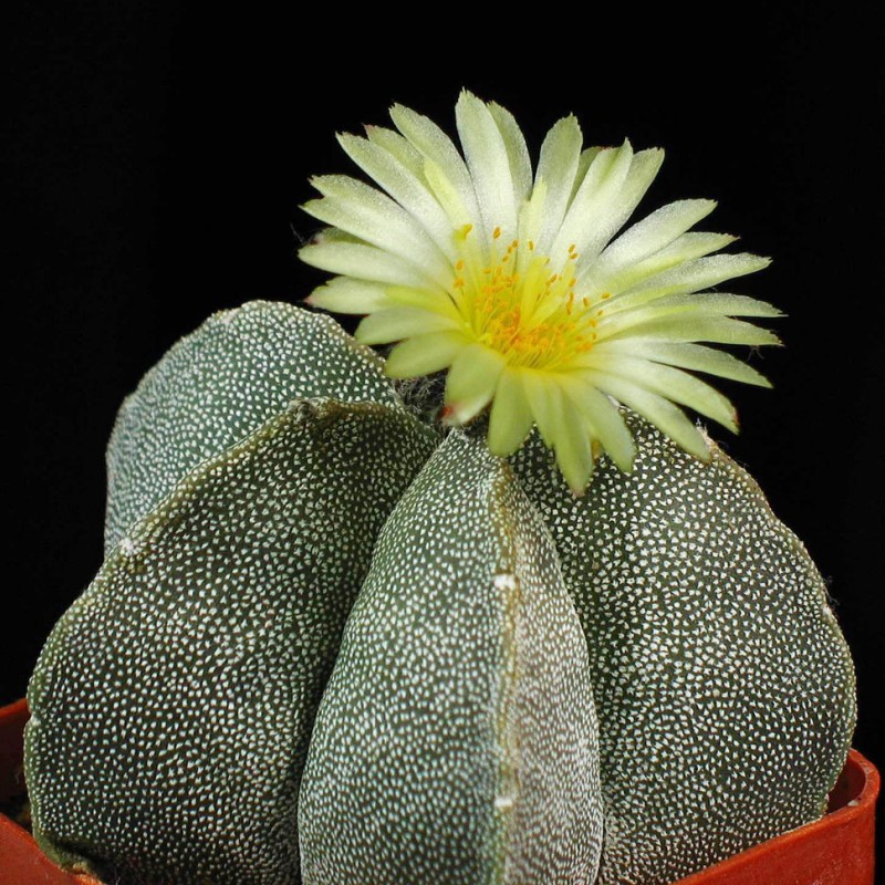 Astrophytum coahuilense