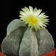 Astrophytum coahuilense