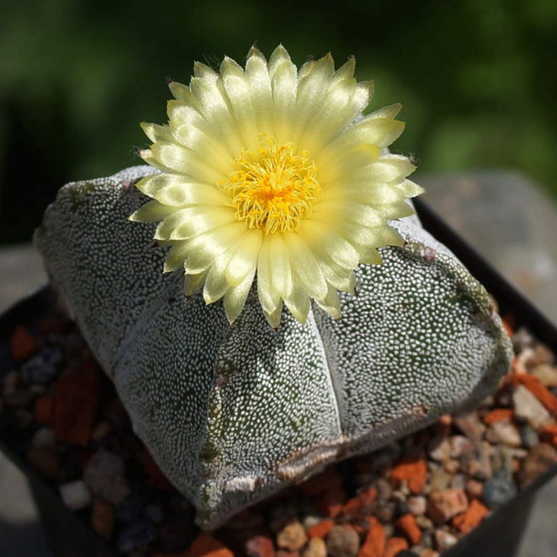 Astrophytum coahuilense
