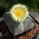 Astrophytum coahuilense
