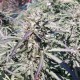 Sugar Black Rose feminised Ganja Seeds Fast Version