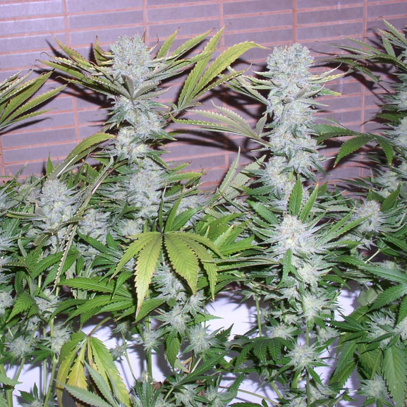 Northern Lights x Chronic feminised GanjaLiveSeeds