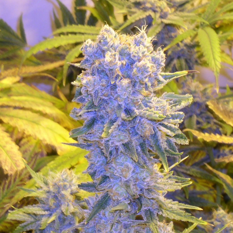 Northern Lights x Chronic feminised GanjaLiveSeeds