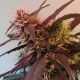 Amnesia feminised Ganja Seeds - 2 насінини