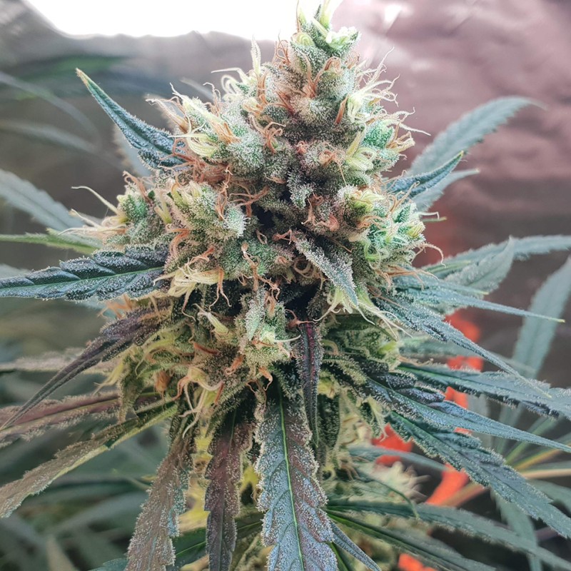 Amnesia feminised Ganja Seeds - 2 насінини