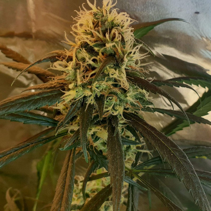 Amnesia feminised Ganja Seeds - 2 насінини